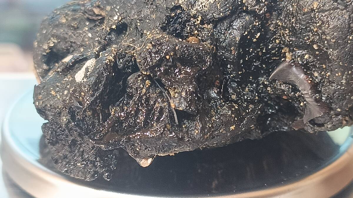 龍涎香 AMBERGRIS 0.2g 沖縄本島にて取得 5_画像6