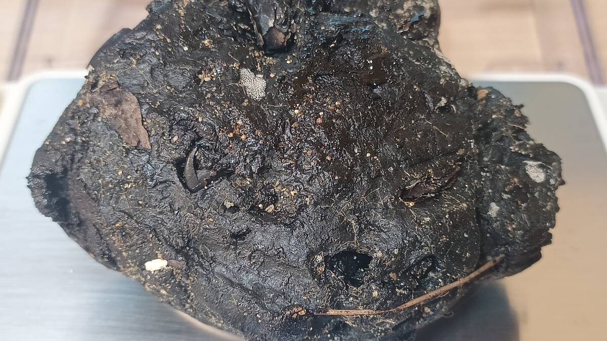 龍涎香 AMBERGRIS 0.2g 沖縄本島にて取得 5_画像7