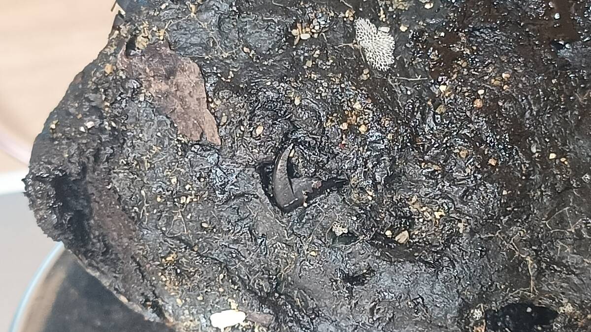 龍涎香 AMBERGRIS 0.2g 沖縄本島にて取得 5_画像8