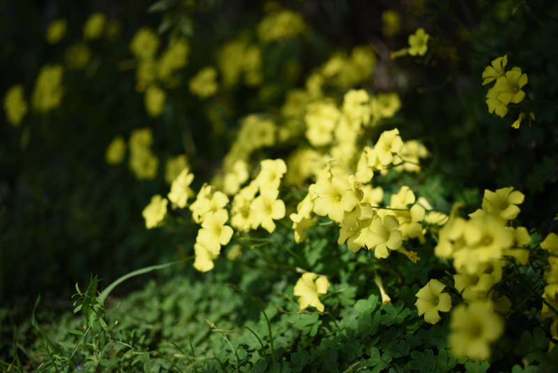 [送料無料] ニコン Nikon Ai-S Micro Nikkor 55mm F2.8_画像10