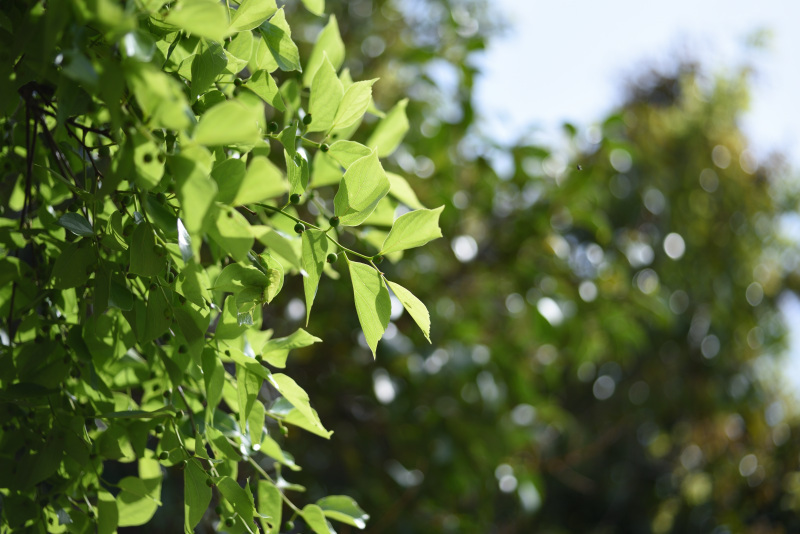 [送料無料] ニコン Nikon Ai-S Micro Nikkor 55mm F2.8_画像9