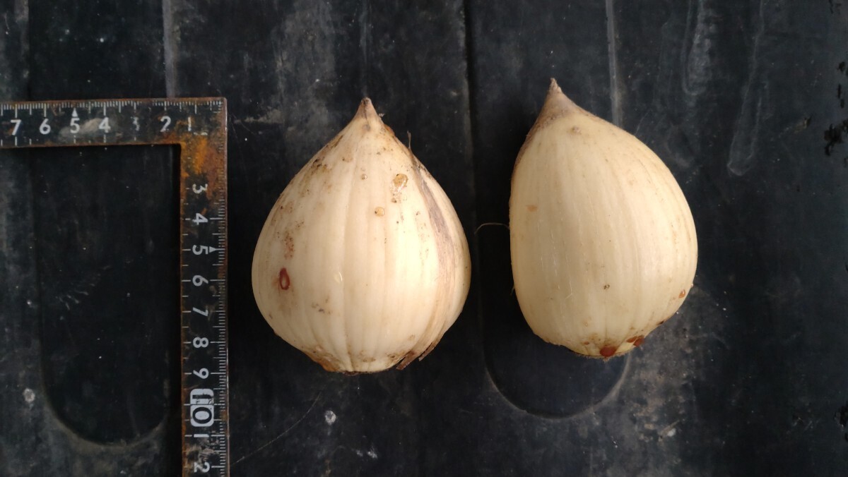 ギガンチューム球根_画像1