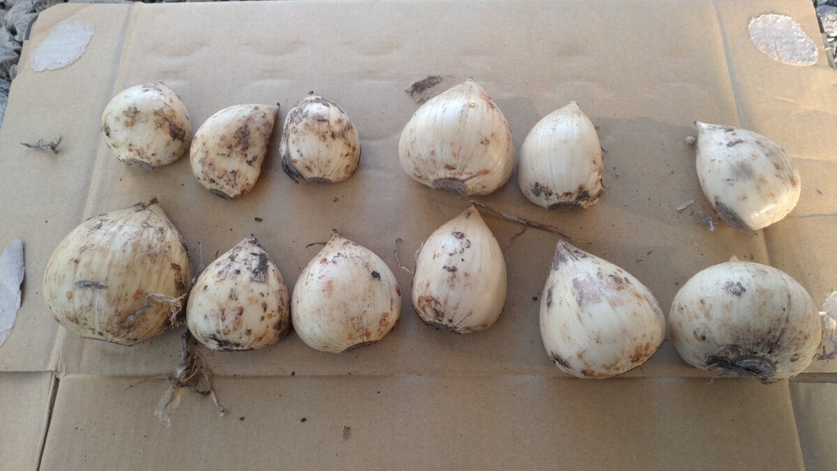 ギガンチューム球根_画像2