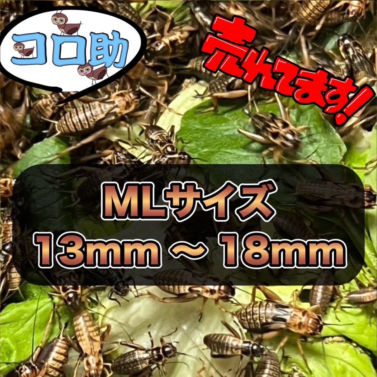 MLサイズ２００匹フタホシコオロギ(死着保証込み)ネコポスでの発送の商品になります。_画像1