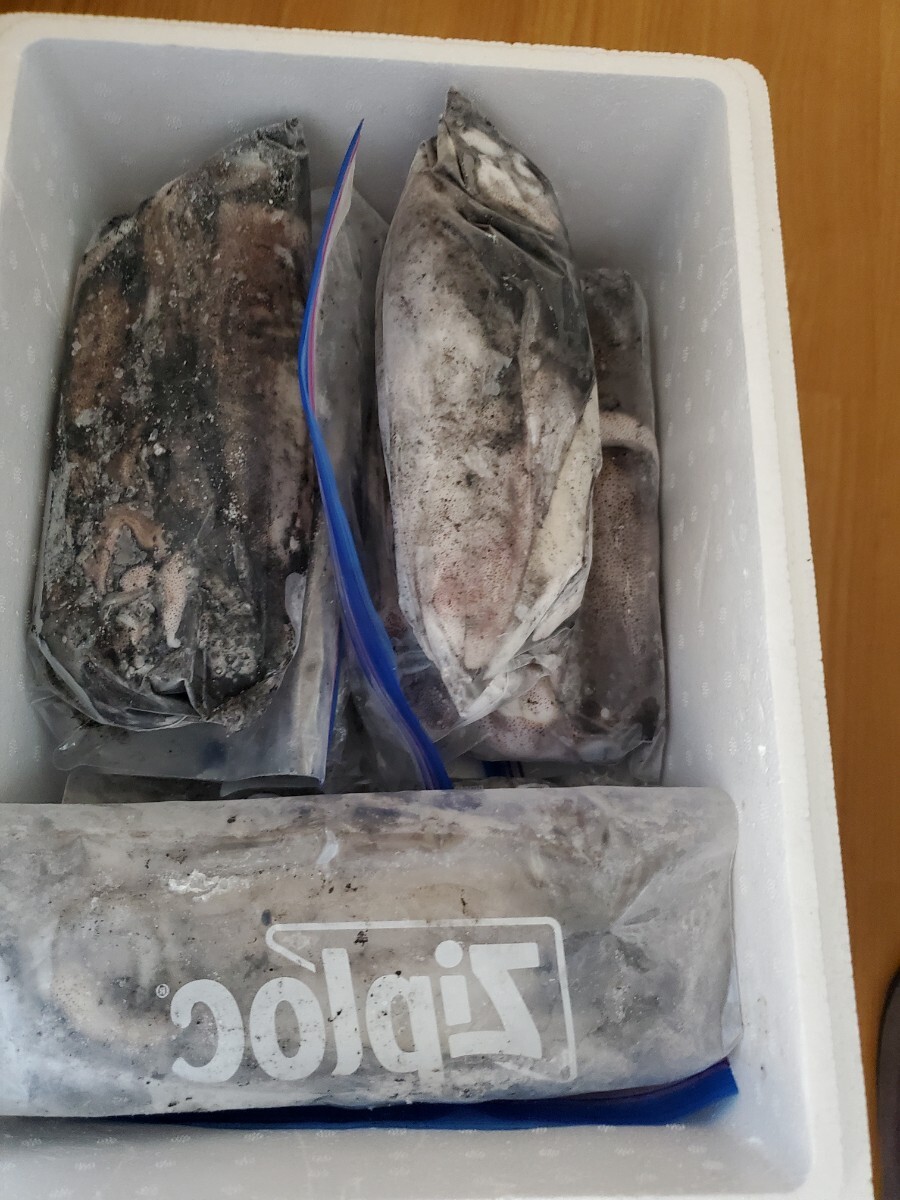 6㎏ 冷凍アオリイカ 10~12杯 _画像1