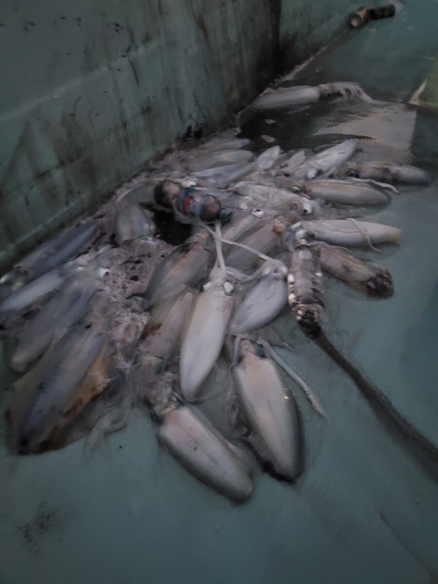 6㎏ 冷凍アオリイカ 10~12杯 _画像2