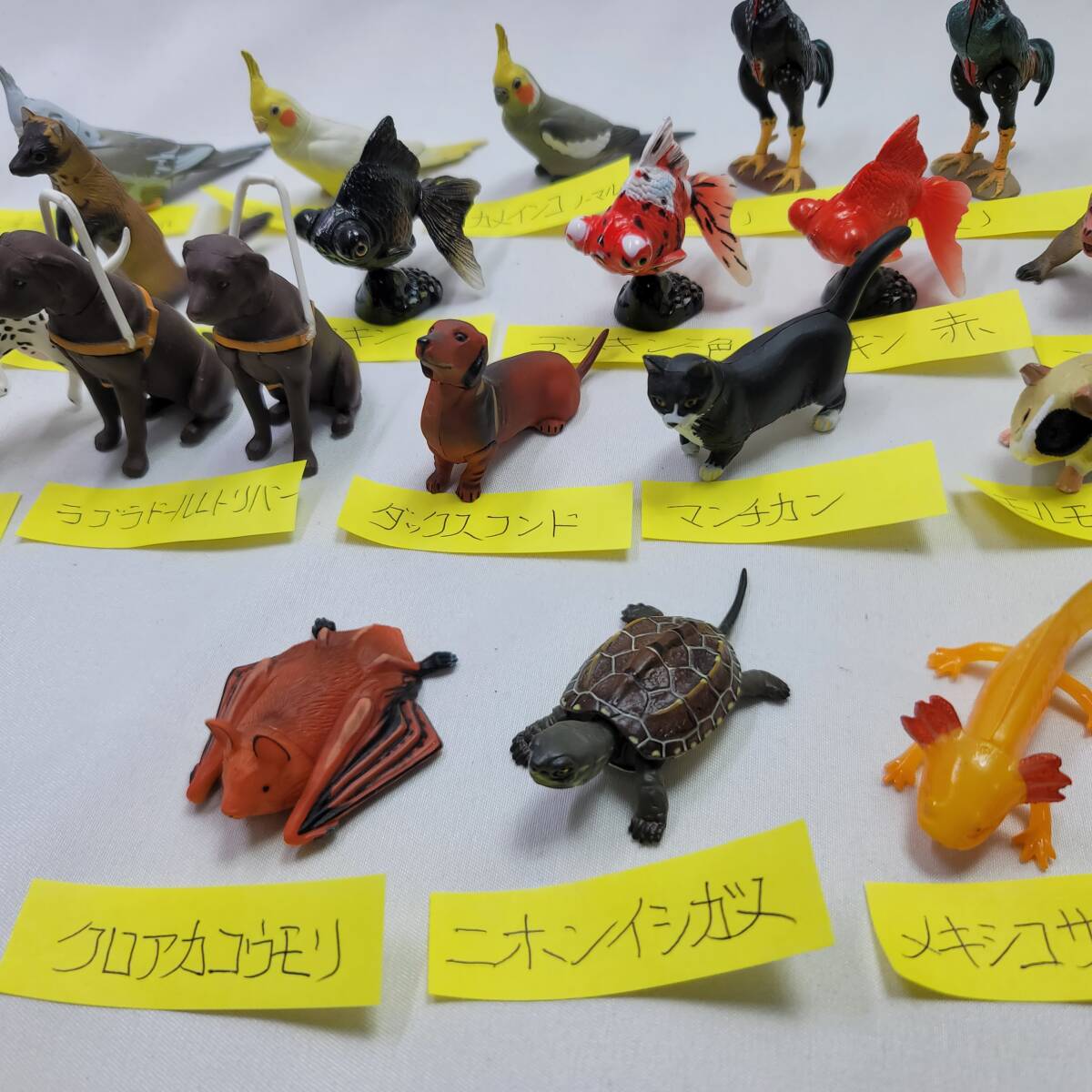 チョコQ ペット動物 22種類 ダブり有 まとめて_画像3