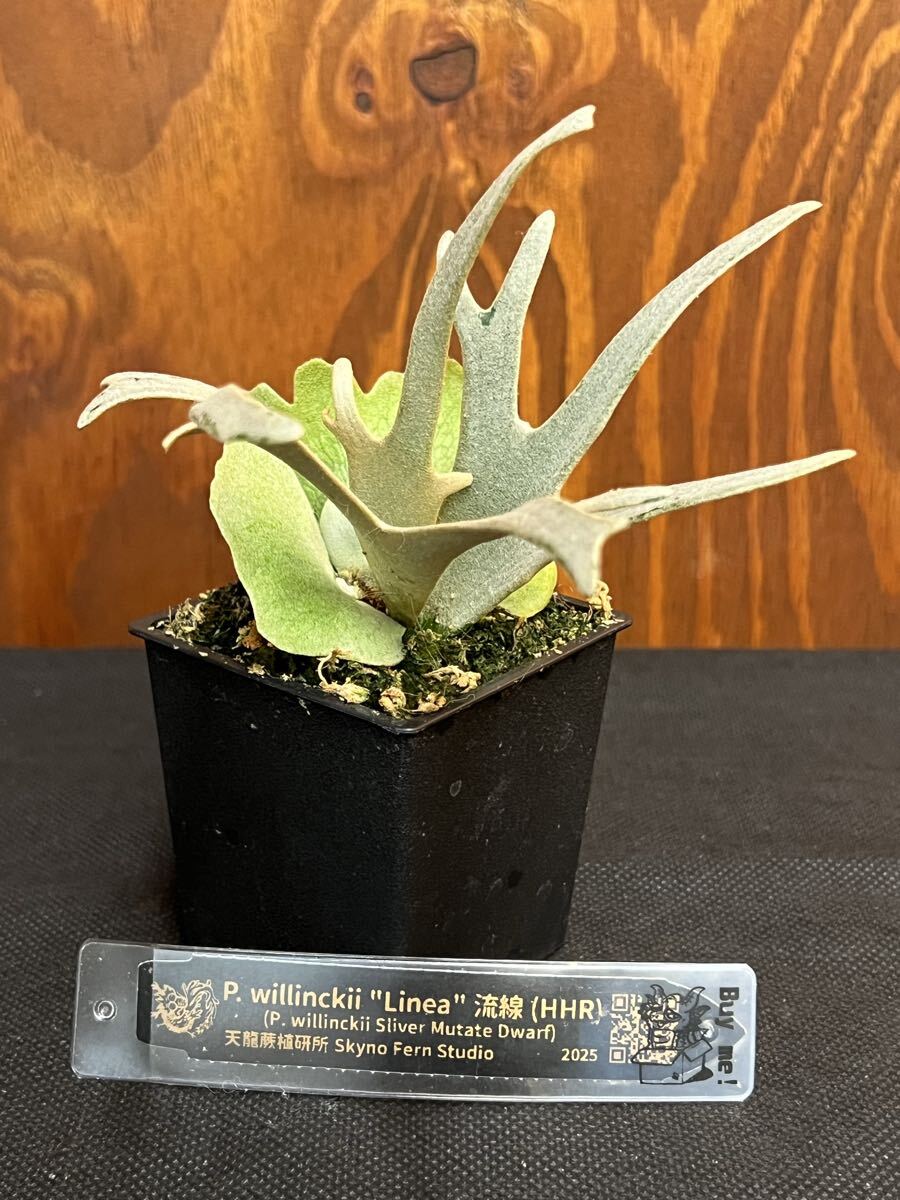 P.willinckii Linea. линия (HHR) (P.willinckii Sliver Mutate Dwarf ) оригинал . АО pup папоротник олений рог 