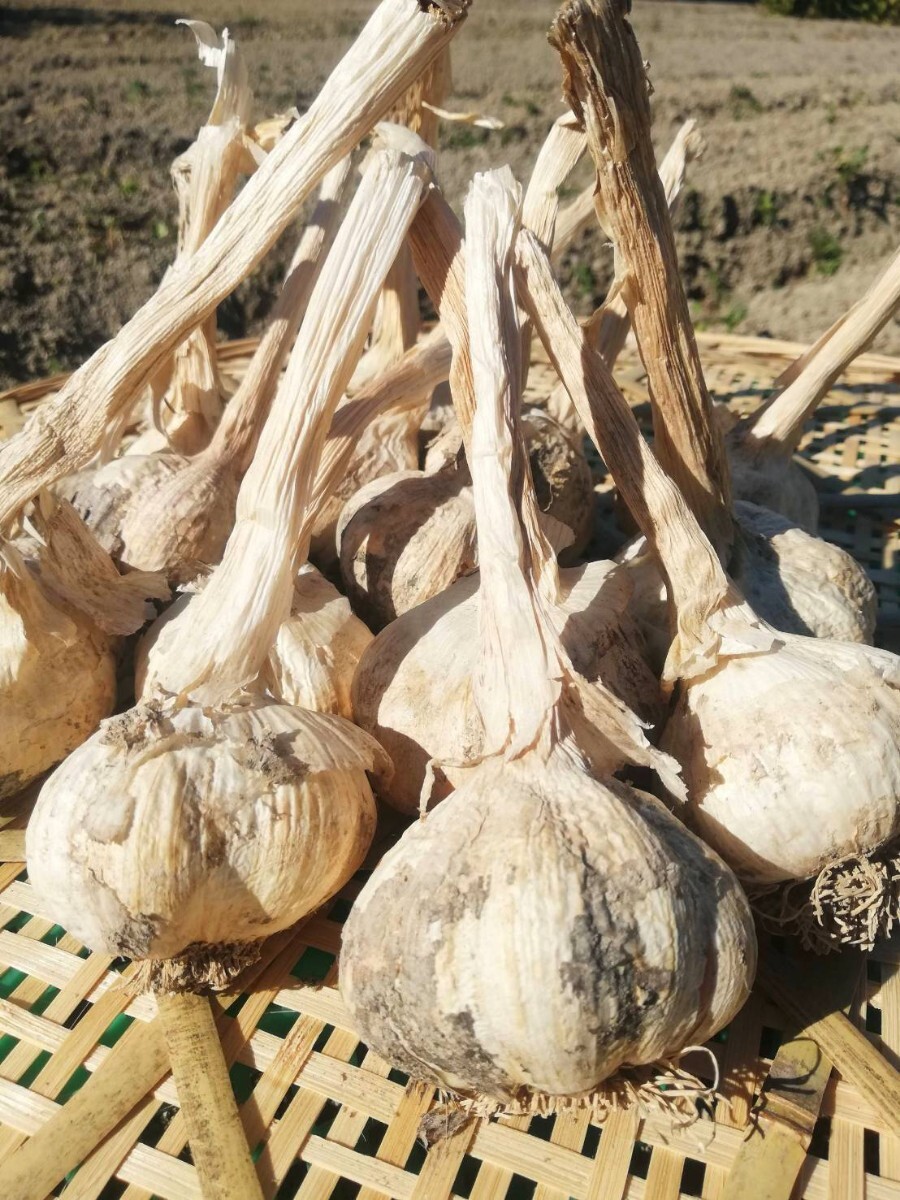 【送料無料】お買い得☆ 令和7年産 無農薬栽培　にんにく　1㎏　バラ ニンニク_画像2