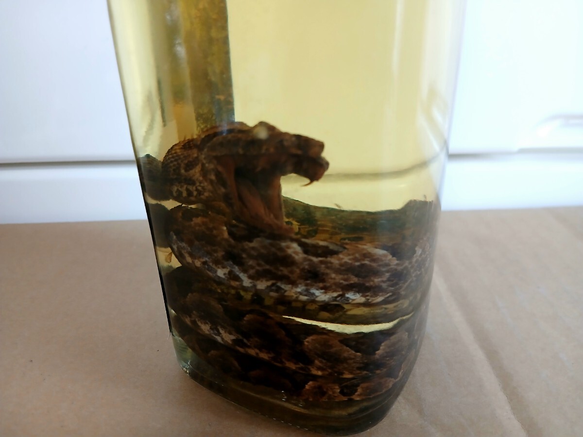  старый sake Awamori brandy . ступица sake 2 шт совместно! край Izumi .... sake юг столица sake структура место . лампочка. sake ступица ввод ступица sake ( ограниченный товар ) Koo Hsu Okinawa. sake 