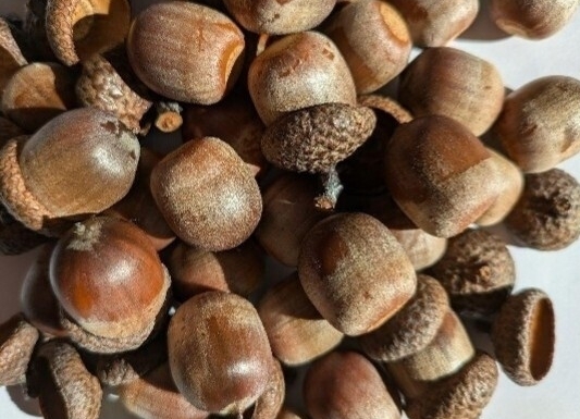  Don Gris красный дуб 30 шт 3G так же 