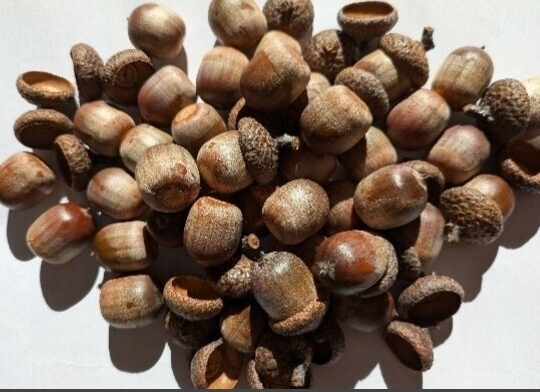  Don Gris красный дуб 30 шт 3G так же 