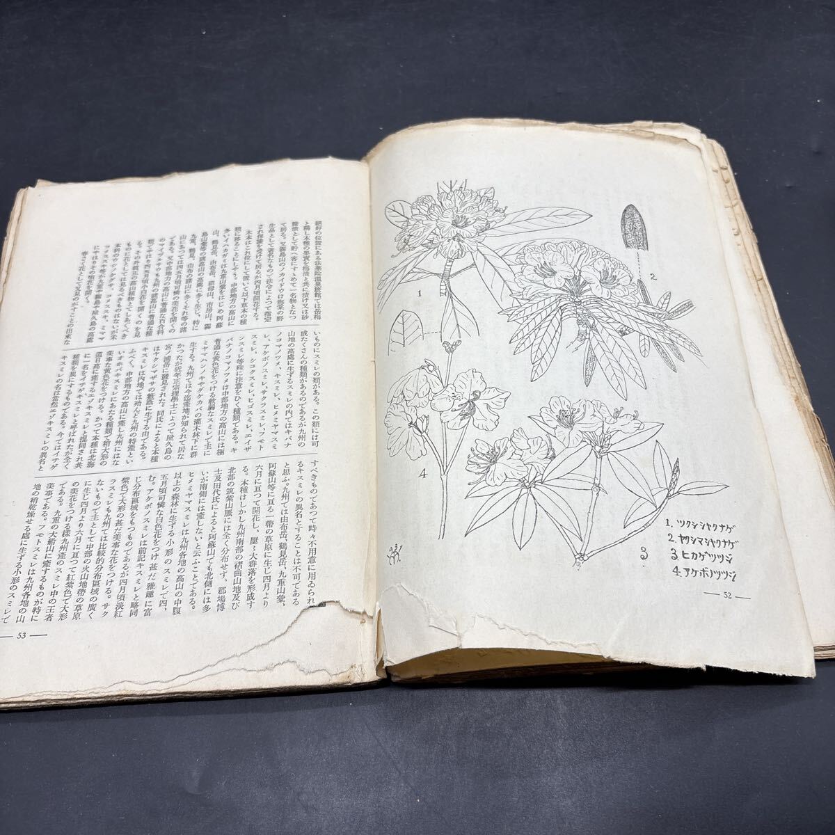 戦前雑誌『山と渓谷 昭和6年5月』日本山岳遭難史乗鞍岳篇/春日俊吉 地形図の話/今村巳太郎 大菩薩・小金澤連嶺/河田楨 九州山地の花/竹内亮の画像5