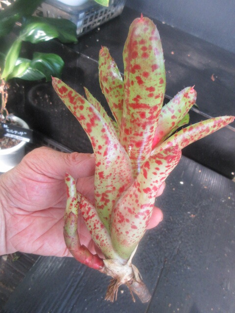 KN 1 иен! Neo rege задний o Len s(NEOREGELIA OLENS) 0.8M и меньше 