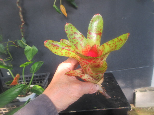 KN 1 иен! Neo rege задний o Len s(NEOREGELIA OLENS) 0.8M и меньше 