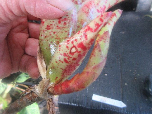 KN 1 иен! Neo rege задний o Len s(NEOREGELIA OLENS) 0.8M и меньше 