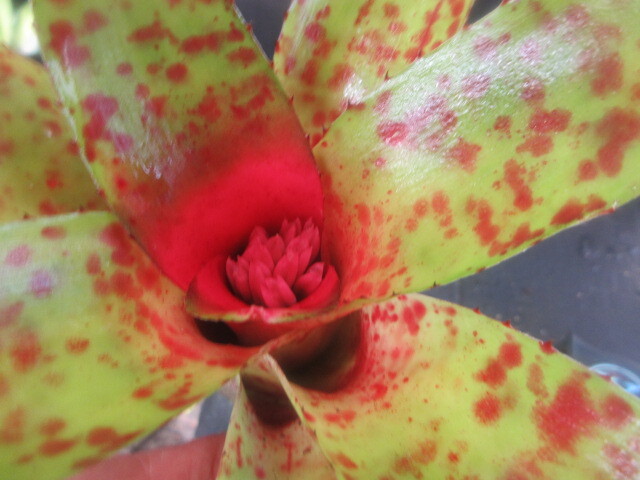 KN 1 иен! Neo rege задний o Len s(NEOREGELIA OLENS) 0.8M и меньше 