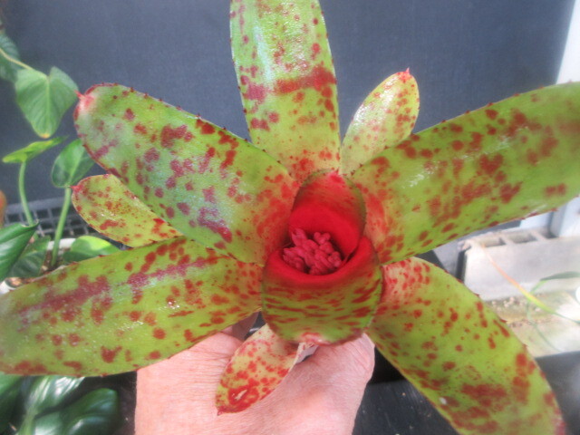 KN 1 иен! Neo rege задний o Len s(NEOREGELIA OLENS) 0.8M и меньше 