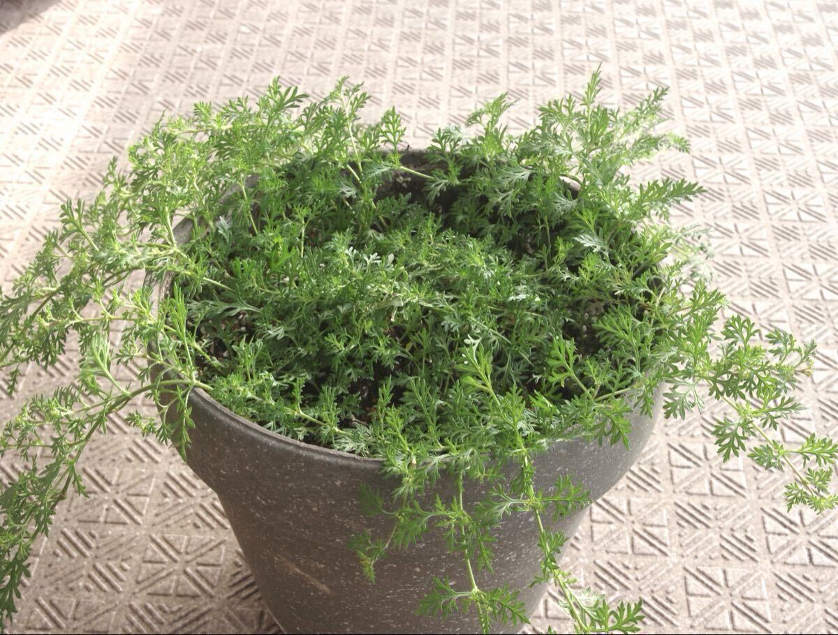 ■■ TAMRON SP AF17-50mm F/2.8 XR Di II LD Aspherical [IF] A16 PENTAX ■■_画像10