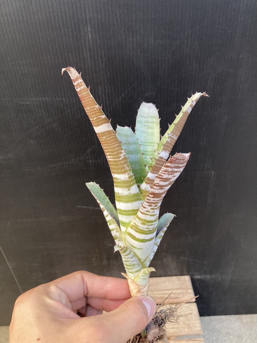 エクメア チャンテニー ブラック ★ Aechmea chantinii Black ★ パイナップル科_画像1