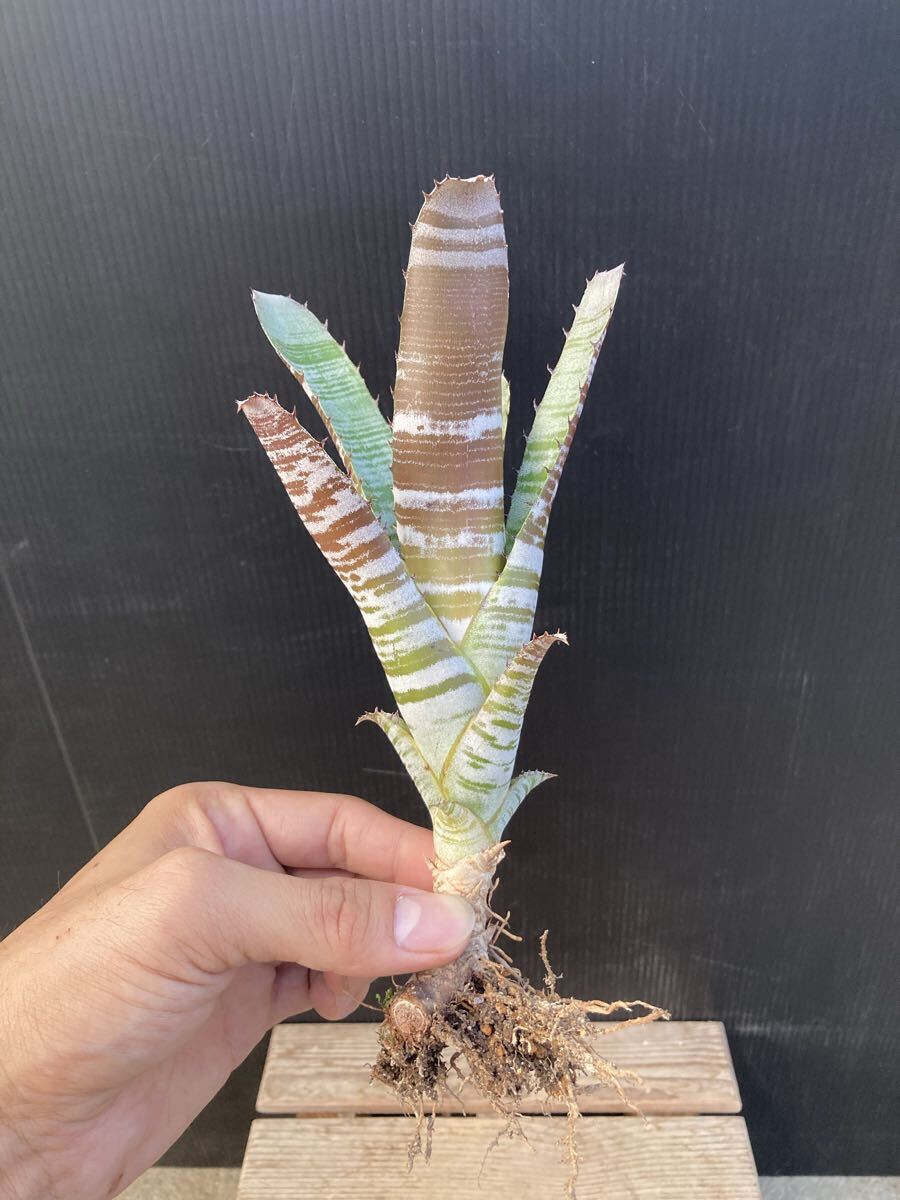 エクメア チャンテニー ブラック ★ Aechmea chantinii Black ★ パイナップル科_画像2