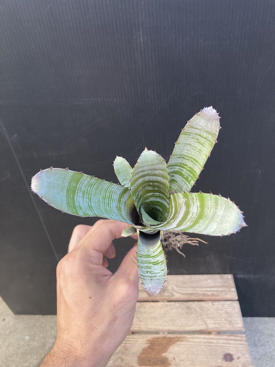 エクメア チャンテニー ブラック ★ Aechmea chantinii Black ★ パイナップル科_画像3