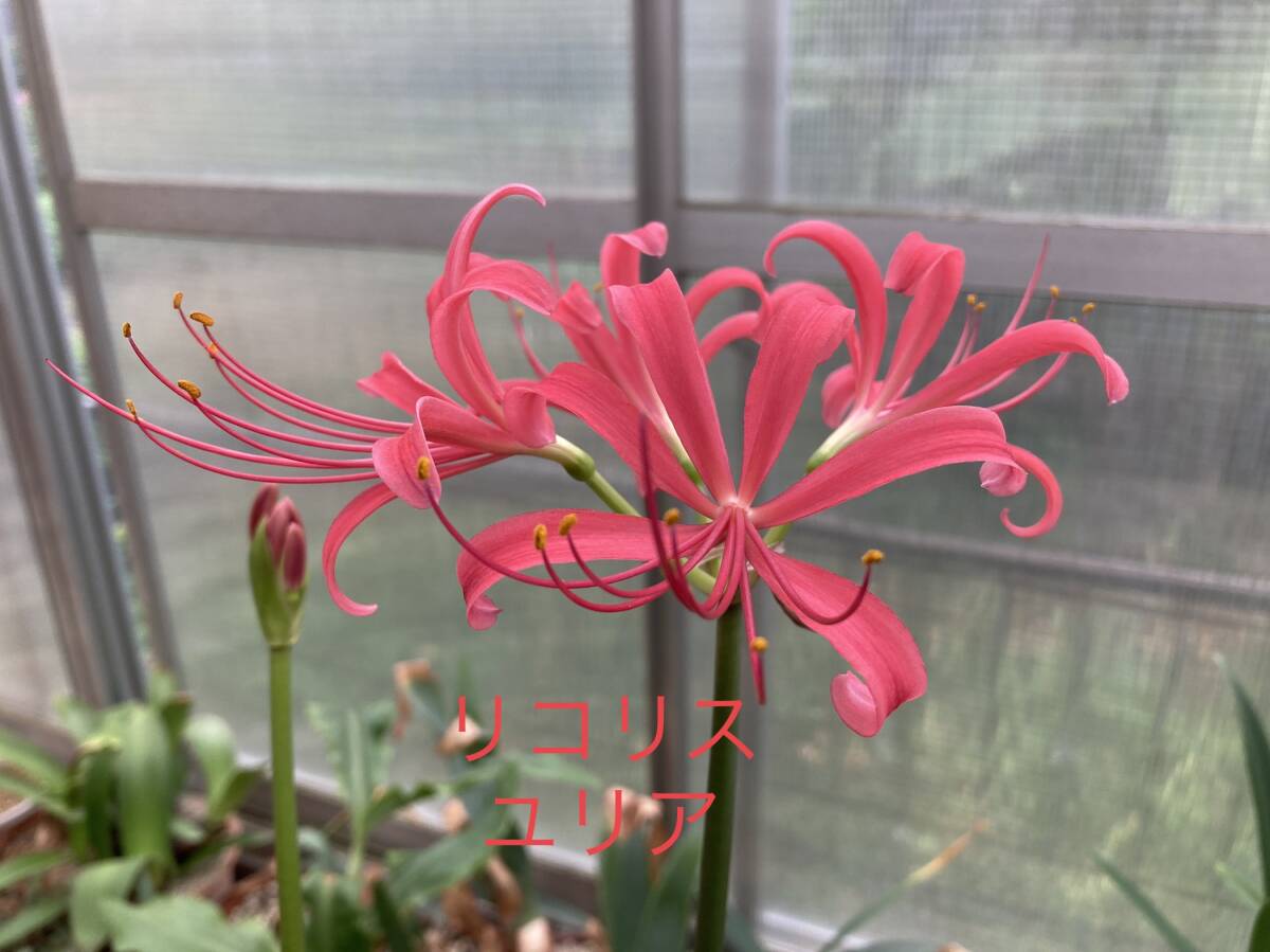 ⑤ リコリス・ユリア 3.5寸ロングビニポット植え 今年の未開花球_画像3