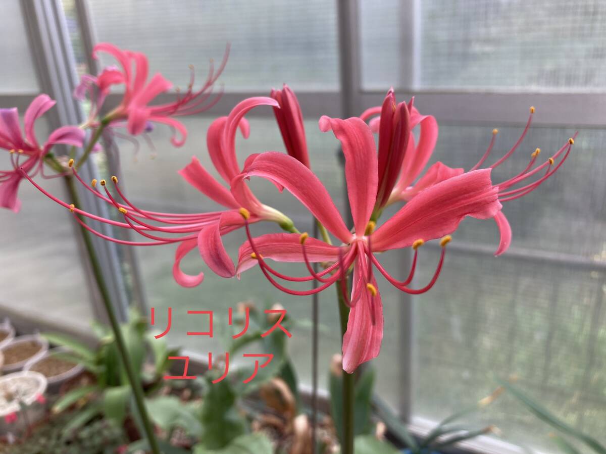 ⑤ リコリス・ユリア 3.5寸ロングビニポット植え 今年の未開花球_画像4