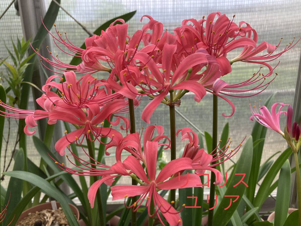 ⑥ リコリス・ユリア 3.5寸ロングビニポット植え 今年の未開花球_画像2