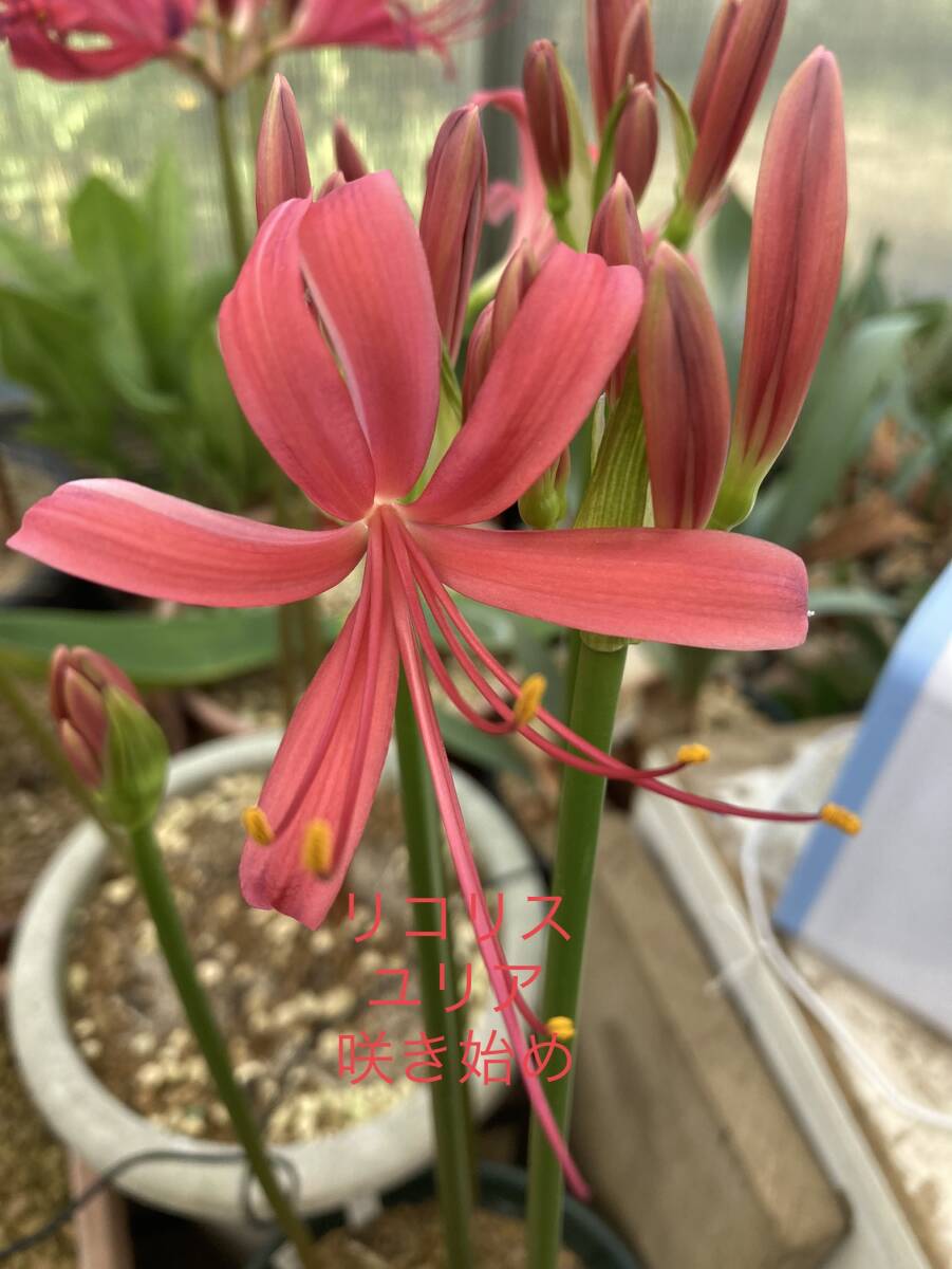 ⑤ リコリス・ユリア 3.5寸ロングビニポット植え 今年の未開花球_画像5