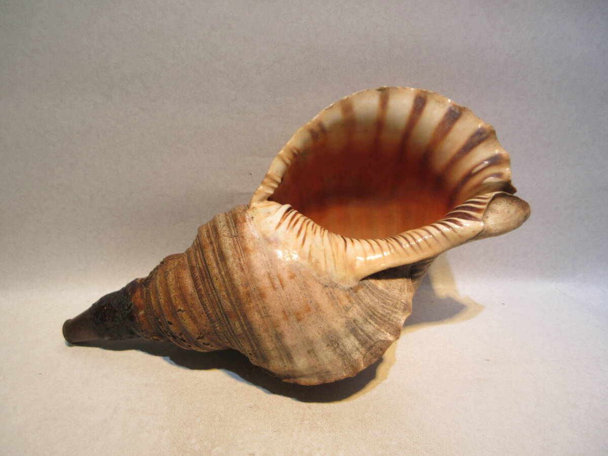 T3115 буддизм изобразительное искусство времена предмет .. закон . закон .. ho la. гора .. line длина 37.5cm