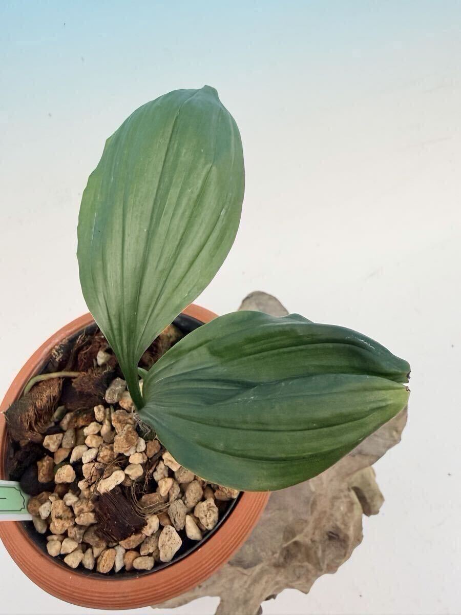 ☆寿峰苑☆【貴船ブルー】コウズ系4倍体濃教強青紫 小苗///えびね エビネ らん エビネラン カランセ 野生蘭 東洋蘭 Cal. _画像6