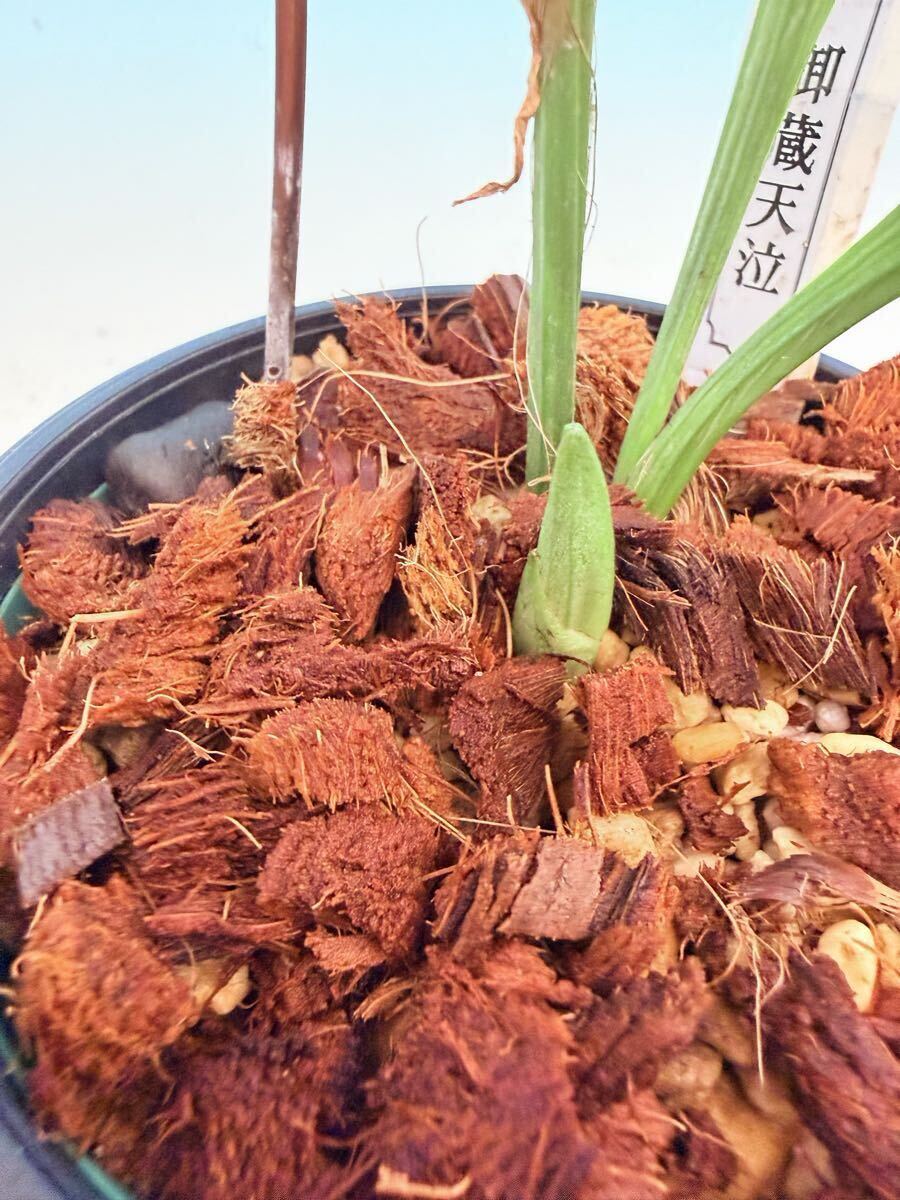 ☆寿峰苑☆【御蔵天泣】稀少御蔵島産ニオイエビネ青桃花 中苗///えびね エビネ らん エビネラン カランセ 天然 芳香 Cal. izu-insularis _画像9