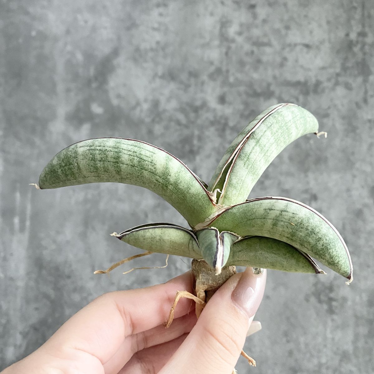 【S9905】【SS級！！超希少株！！】サンスベリア エイレンシス Sansevieria eilensis ( ユーフォルビア サンセベリア )_画像1