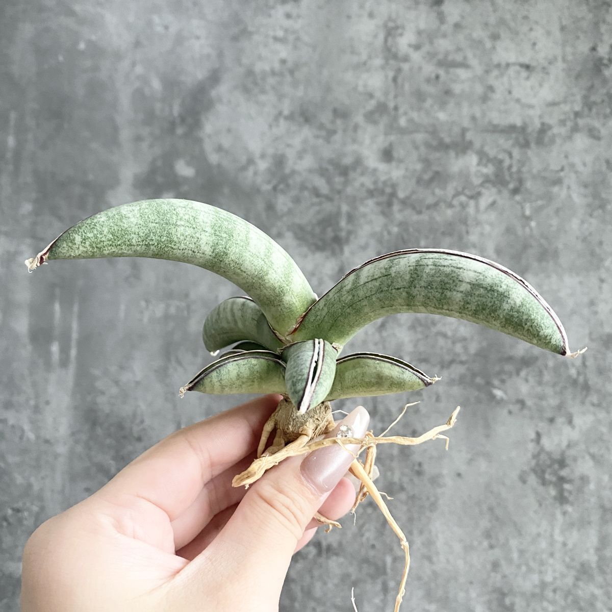 【S9905】【SS級！！超希少株！！】サンスベリア エイレンシス Sansevieria eilensis ( ユーフォルビア サンセベリア )_画像2