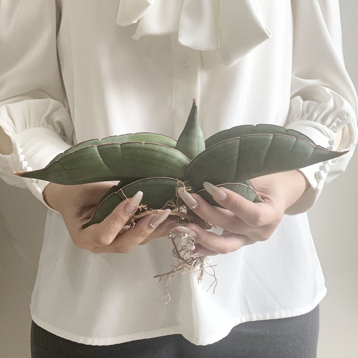 【S9633】超肉厚株！！【極上S級肉厚株！】サンスベリア バナナ ( ユーフォルビア サンセベリア )_画像2