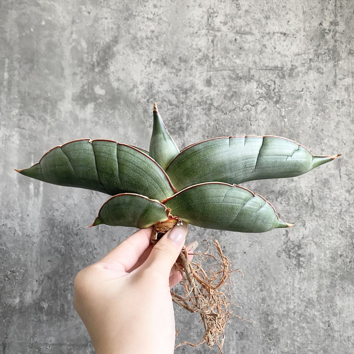 【S9633】超肉厚株！！【極上S級肉厚株！】サンスベリア バナナ ( ユーフォルビア サンセベリア )_画像4