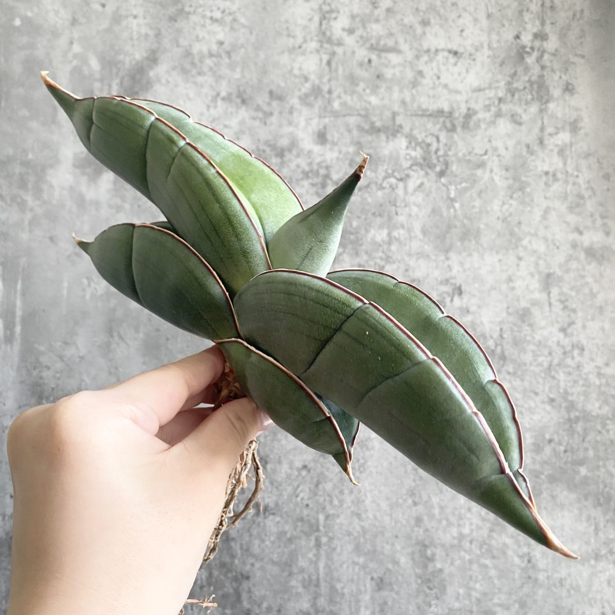 【S9633】超肉厚株！！【極上S級肉厚株！】サンスベリア バナナ ( ユーフォルビア サンセベリア )_画像5