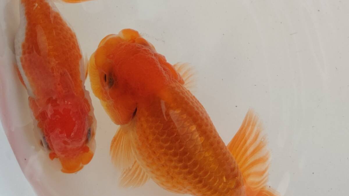 [ごまたまのビギナーらんちゅう会]　特選当歳魚№24 人気ブリーダー荻谷富士夫氏系統_画像5