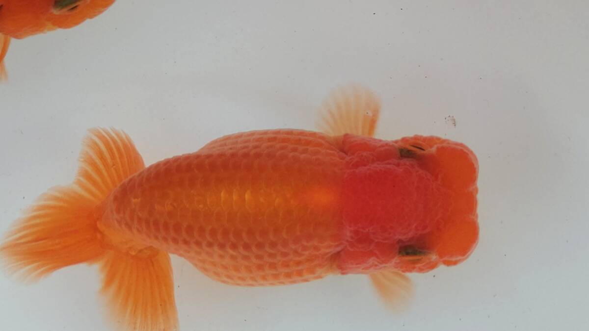 [ごまたまのビギナーらんちゅう会]　特選当歳魚№27 人気ブリーダー荻谷富士夫氏系統_画像4