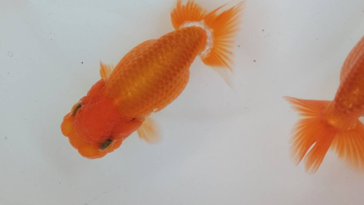 [ごまたまのビギナーらんちゅう会]　特選当歳魚№27 人気ブリーダー荻谷富士夫氏系統_画像6