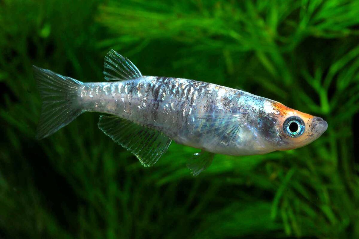 《横浜めだかファクトリー》最新作初リリース『紅玉鏡鱗』トリオ　めだかのビーンズ様ご本人ブリード個体_画像1