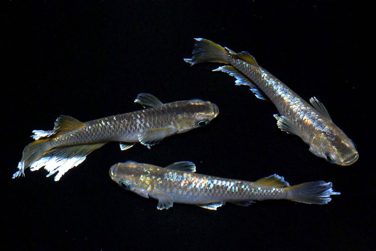 《横浜めだかファクトリー》『フロマージュ』トリオ A 大井めだか様ご本人ブリード個体_画像6