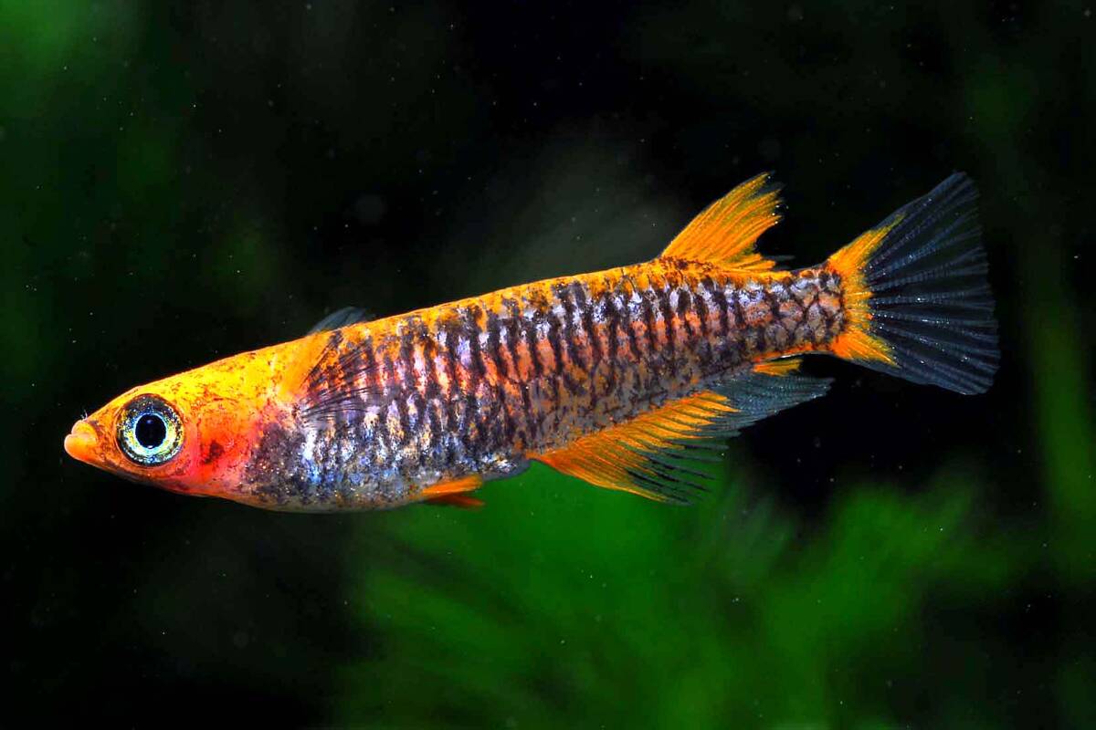 《横浜めだかファクトリー》最新世代『蛇神(カガチ)』トリオ　栃木めだか様ご本人ブリード個体_画像1