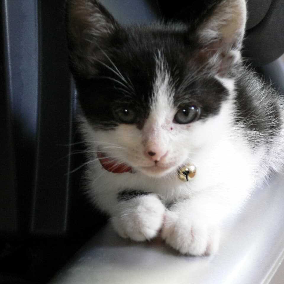 1 иен изображение кошка 3