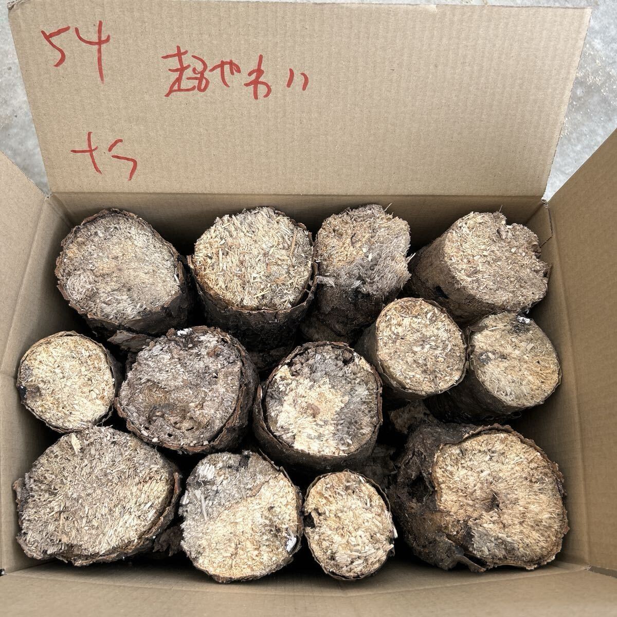 54 супер мягкость только nala нестандартный цвет насекомое . производство мягкость .. насекомое дыра есть почернение cut более . и т.п. ... дерево производство яйцо дерево Chiba .. длина примерно 13cm 54 супер мягкость только nala нестандартный цвет насекомое . производство мягкость .. насекомое дыра есть почернение cut более . и т.п. ... дерево производство яйцо дерево Chiba .. длина примерно 13cm