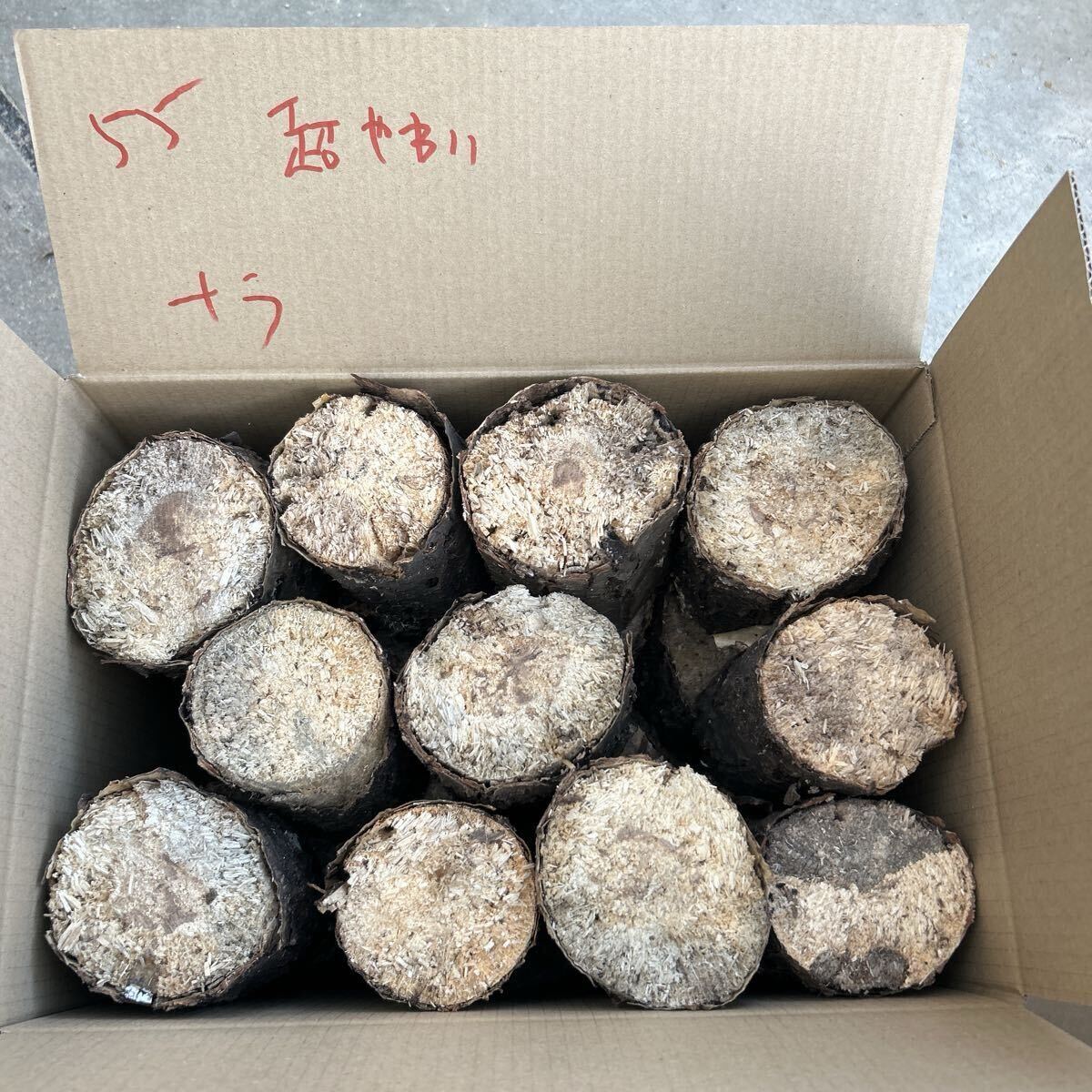 55 супер мягкость только nala нестандартный цвет насекомое . производство мягкость .. насекомое дыра есть почернение cut более . и т.п. ... дерево производство яйцо дерево Chiba .. длина примерно 13cm