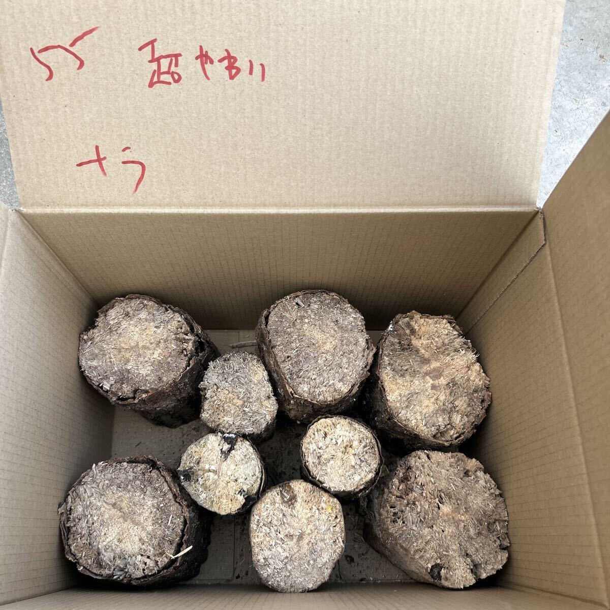 55 супер мягкость только nala нестандартный цвет насекомое . производство мягкость .. насекомое дыра есть почернение cut более . и т.п. ... дерево производство яйцо дерево Chiba .. длина примерно 13cm