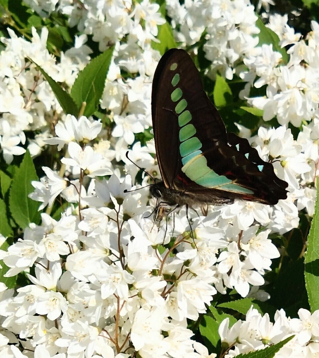 アオスジアゲハ蛹 サナギ★越冬蛹★来春羽化予定★春型★台座付きで羽化不全や傷つきを防げます★アゲハ/幼虫/北陸産///_画像4