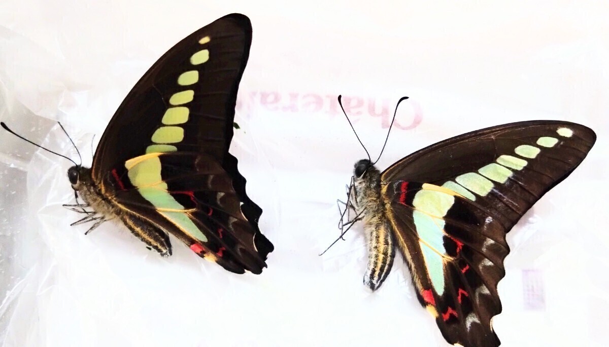 アオスジアゲハ蛹 サナギ★越冬蛹★来春羽化予定★春型★台座付きで羽化不全や傷つきを防げます★アゲハ/幼虫/北陸産///_画像6